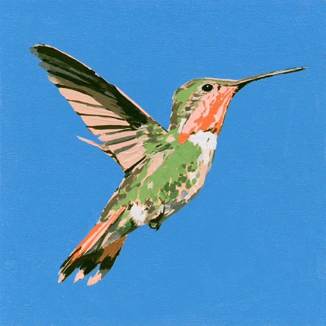A small pink and green hummingbird lifts its wings and tail against a textured blue sky.
