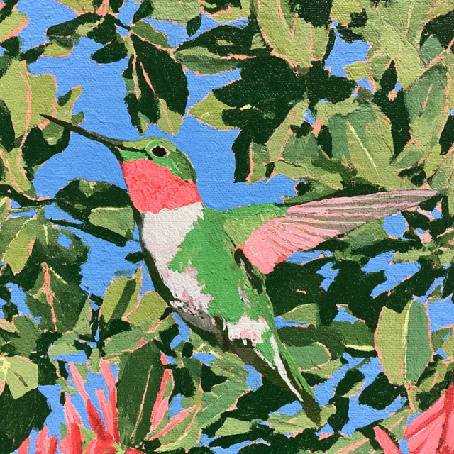 A pale green hummingbird with a pink throat and pink wings hovers within sunlit green foliage.