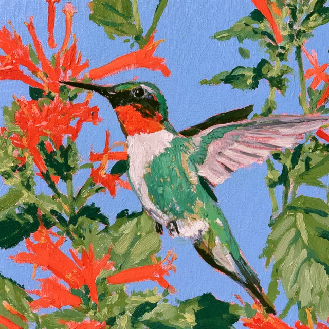 A green hummingbird with a pink throat and pale pink wing flies between bright coral flowers and green leaves.