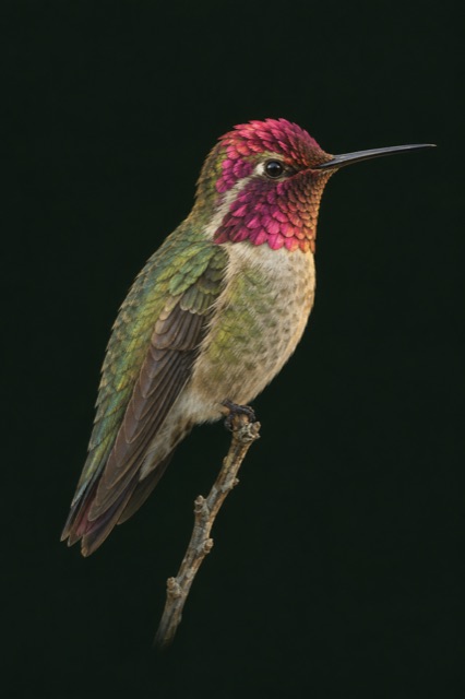 An Anna's Hummingbird perched on a twig against deep green