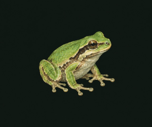 Small Pacific tree frog on a lily pad