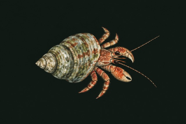 A small hermit crab emerging from a spiral shell