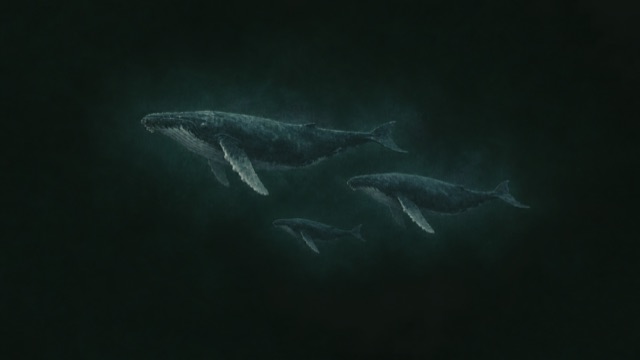 A distant pod of three humpback whales in dim water