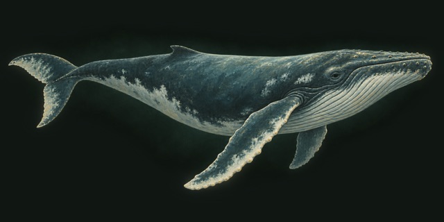 A humpback whale in profile, swimming to the right